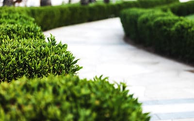How to Take Great Landscaping Photos (and How to Use Them to Market Your Landscaping Business)